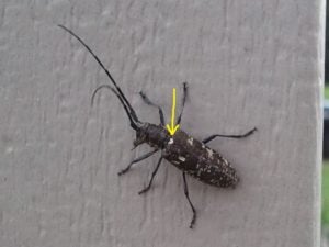 sawyer beetle identification