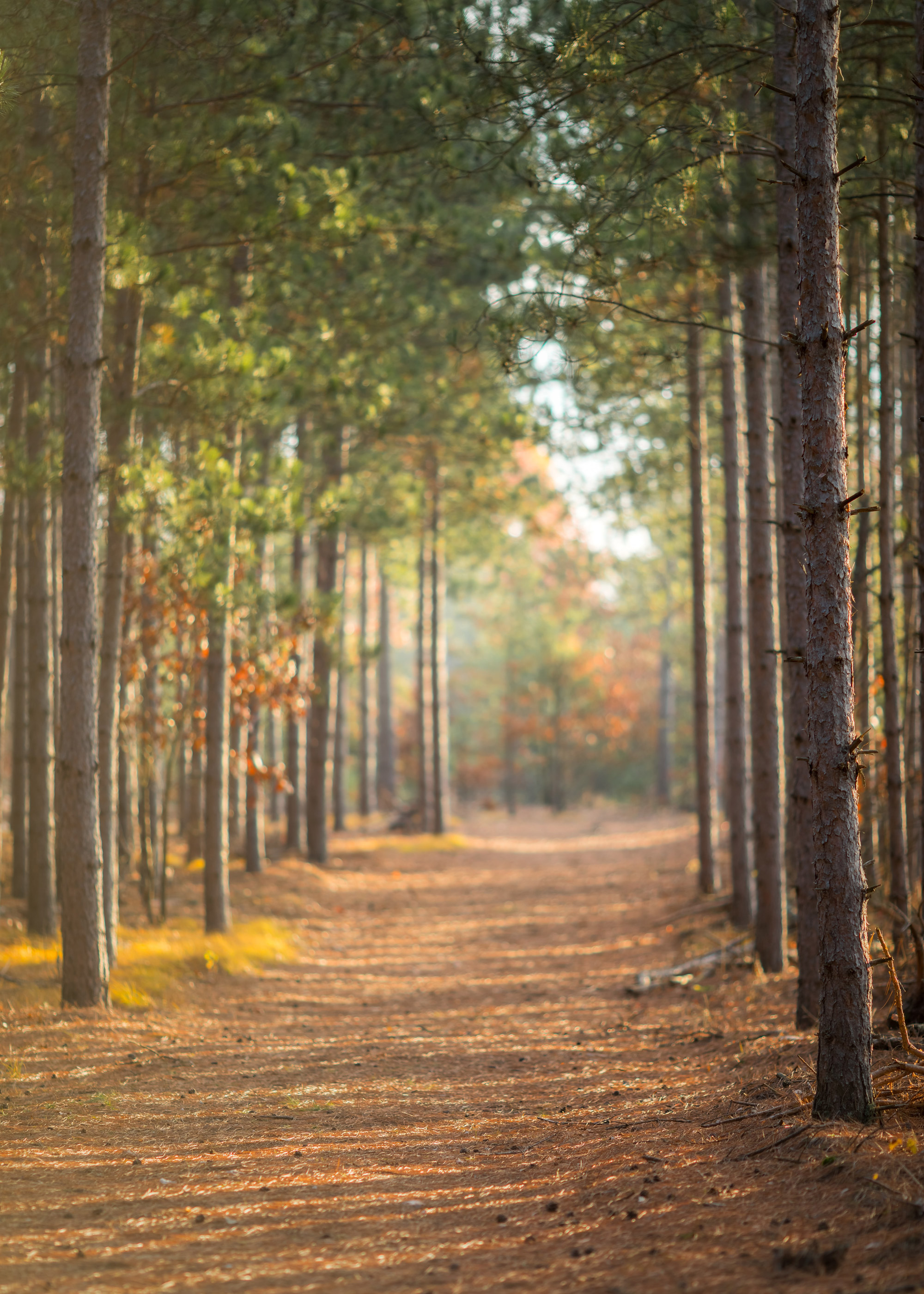 a path through the trees in autumn